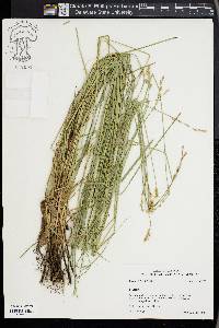 Carex festucacea image