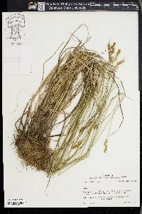 Carex festucacea image