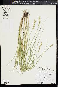 Carex festucacea image