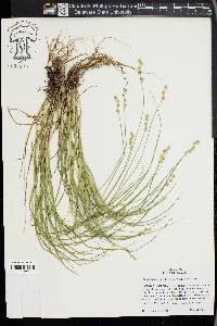 Carex festucacea image