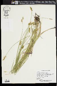 Carex festucacea image