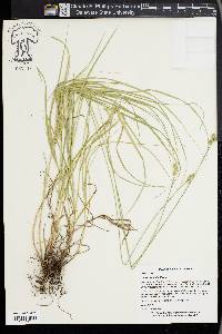 Carex festucacea image