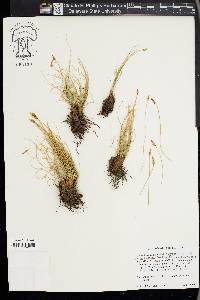 Carex filifolia image