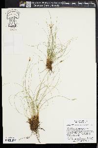 Carex filifolia image