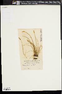 Carex filifolia image