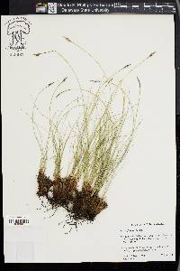 Carex filifolia image