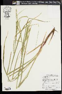Carex finitima image