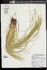 Carex finitima image