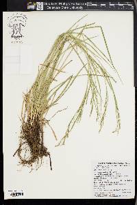 Carex finitima image