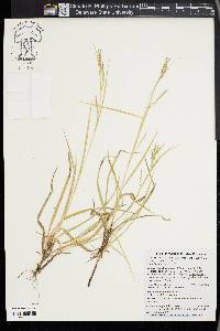 Carex finitima image