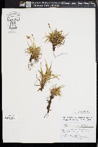 Carex firma image