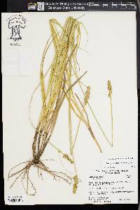 Carex fissa image