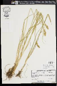 Carex fissa image