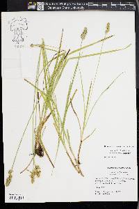 Carex fissa image