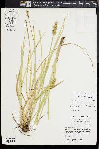 Carex fissa image