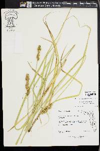 Carex fissa image