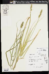 Carex fissa image