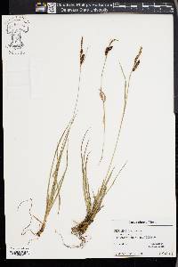 Carex flacca image