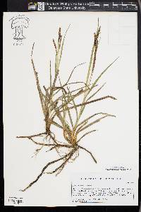 Carex flacca image