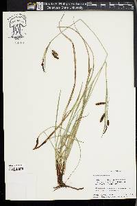 Carex flacca image