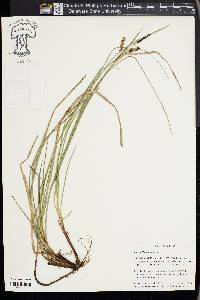 Carex flacca image