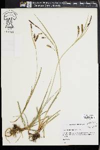 Carex flacca image