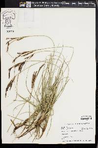 Carex flacca image