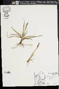 Carex flacca image