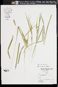 Carex flaccosperma image