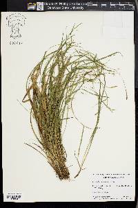 Carex flaccosperma image