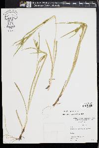 Carex flaccosperma image