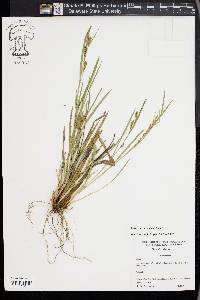 Carex flaccosperma image