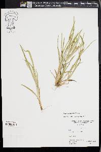 Carex flaccosperma image