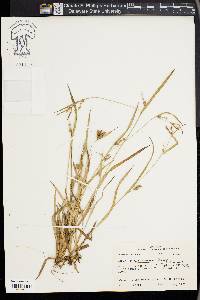 Carex flaccosperma image