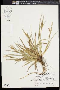 Carex flaccosperma image