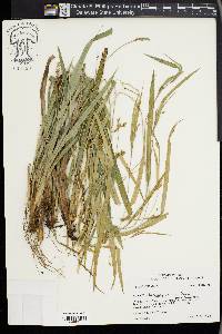 Carex flaccosperma image