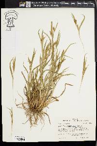 Carex flaccosperma image