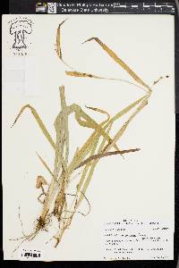 Carex flaccosperma image