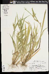 Carex flaccosperma image