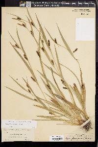 Carex flaccosperma image