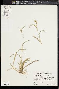 Carex flaccosperma image