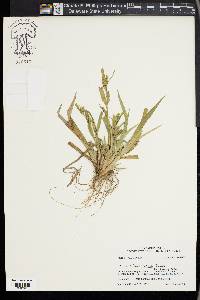 Carex flaccosperma image