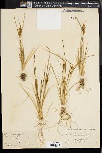 Carex flava image