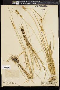 Carex flava image