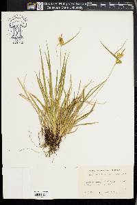 Carex flava image