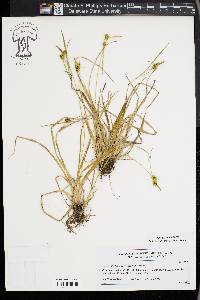 Carex flava image