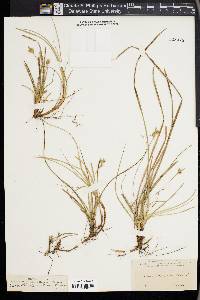 Carex floridana image