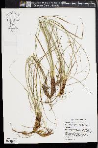 Carex floridana image