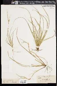 Carex floridana image