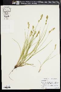 Carex foenea image